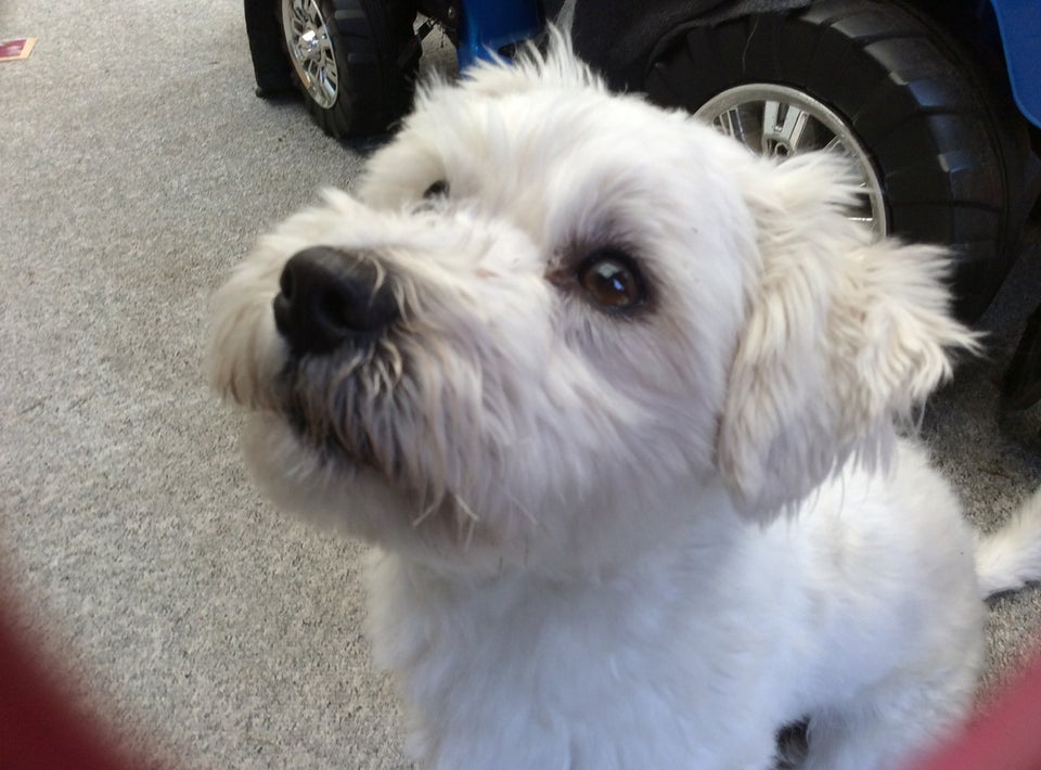 Coton de tulear , hund, 3 år