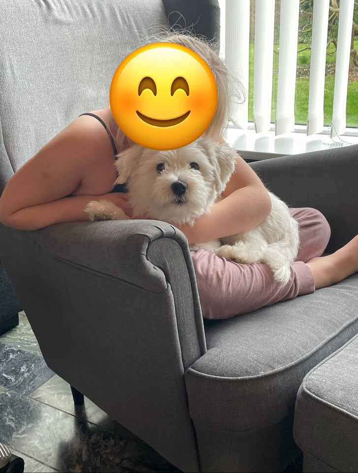 Coton de tulear , hund, 3 år