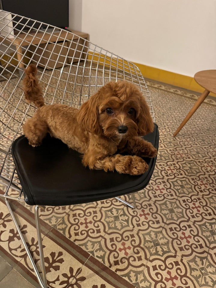 Cavapoo hvalpe 1 uge