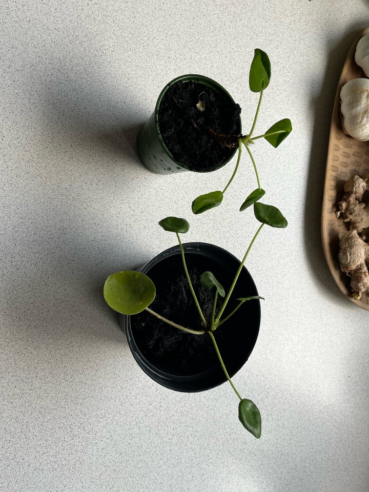 PILEA