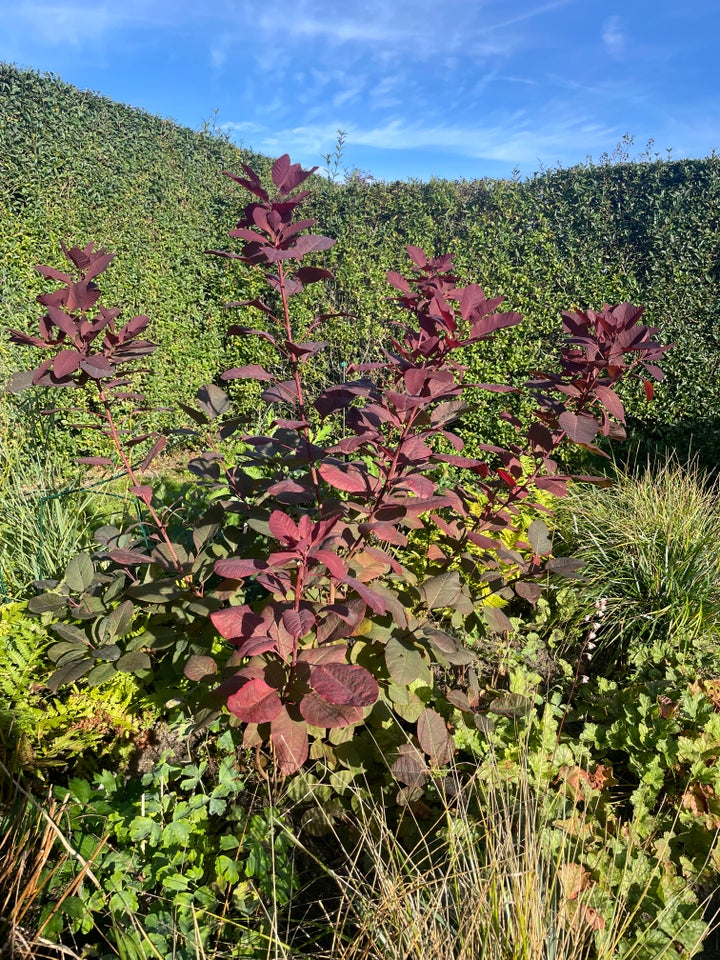 Busk, Parykbusk (COTINUS x cogg.