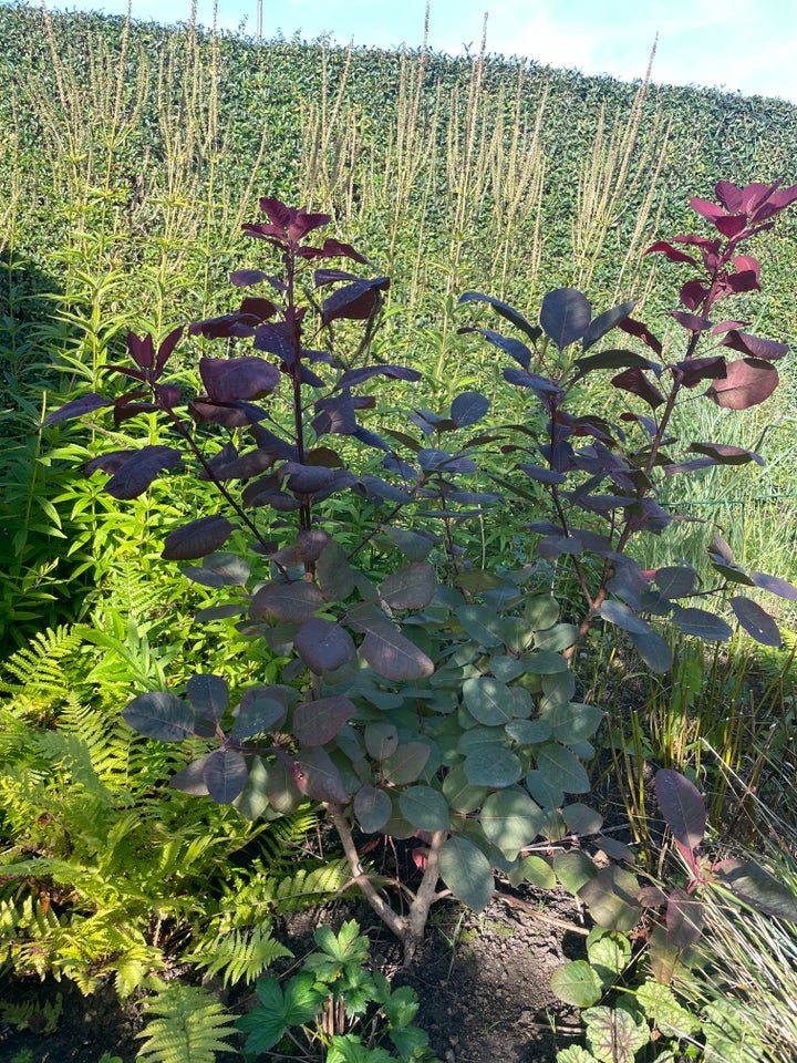 Busk, Parykbusk (COTINUS x cogg.