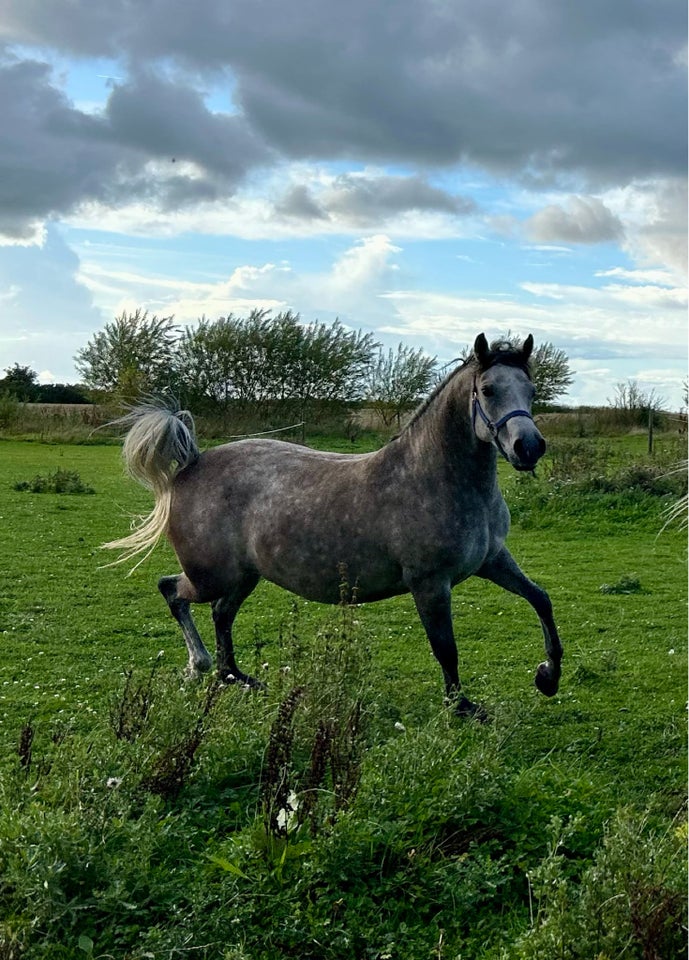 Arabisk fuldblod ox, hoppe, 5 år