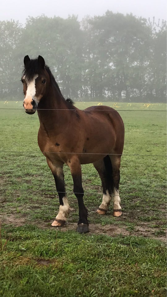 Welsh pony og Cob vallak 16 år