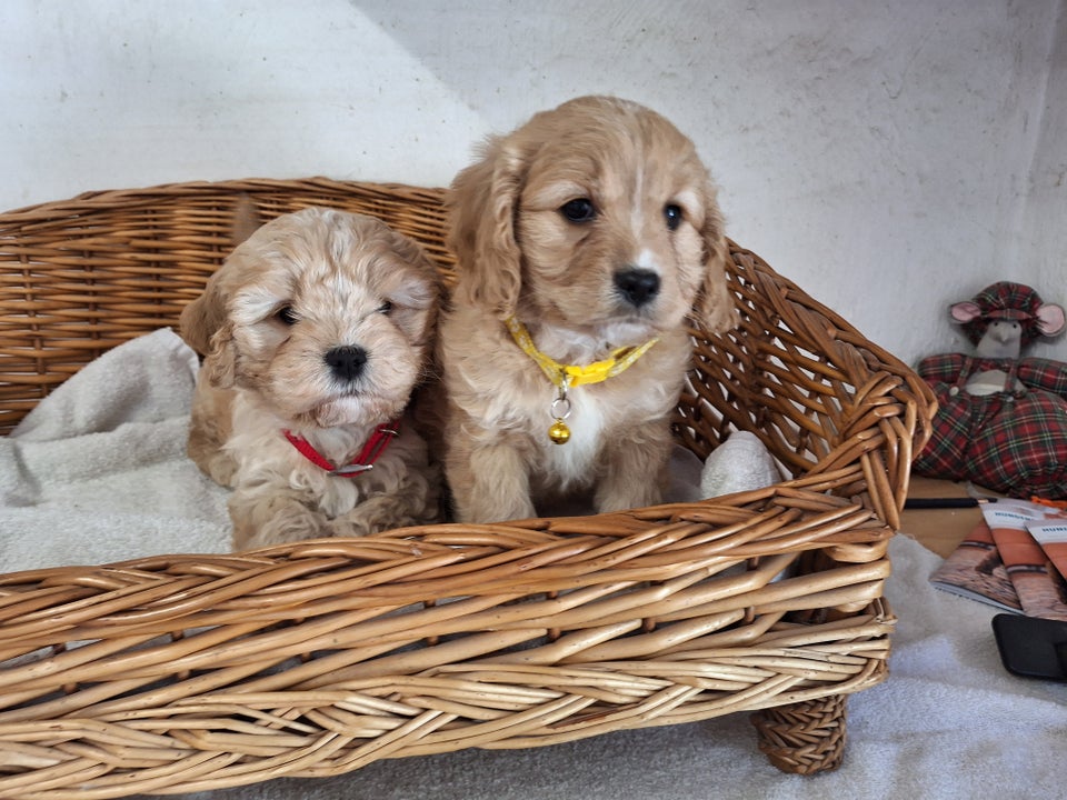 Cavapoo hvalpe 8 uger