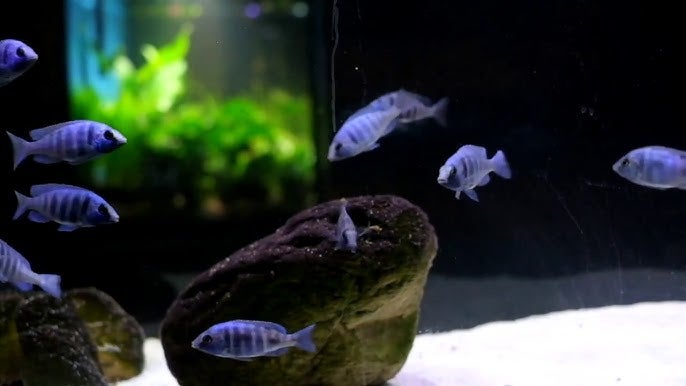 Malawi Placidochromis Gissel,