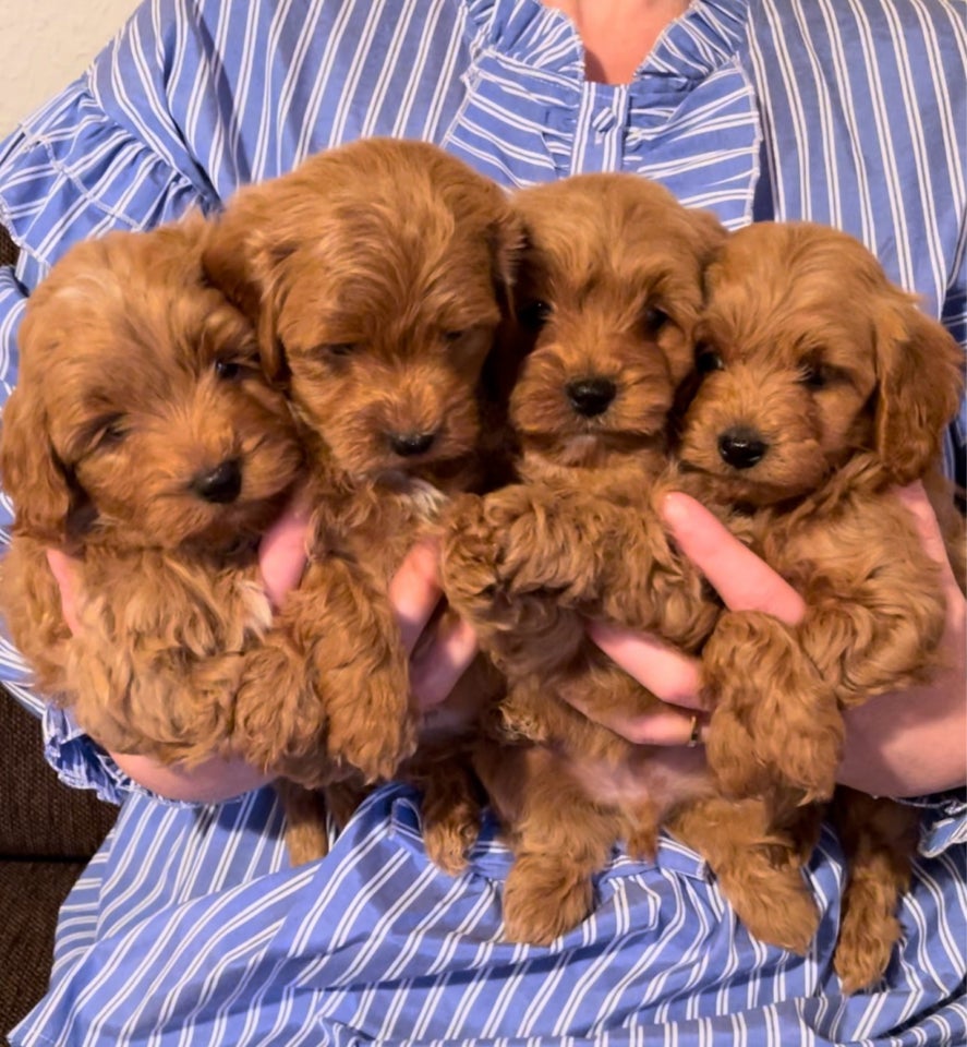 Havapoo  Cavapoo, hvalpe, 8 uger