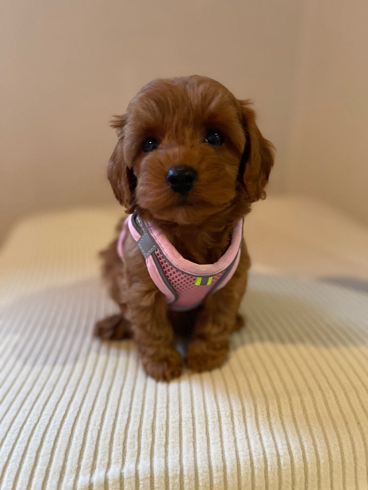 Havapoo  Cavapoo, hvalpe, 8 uger