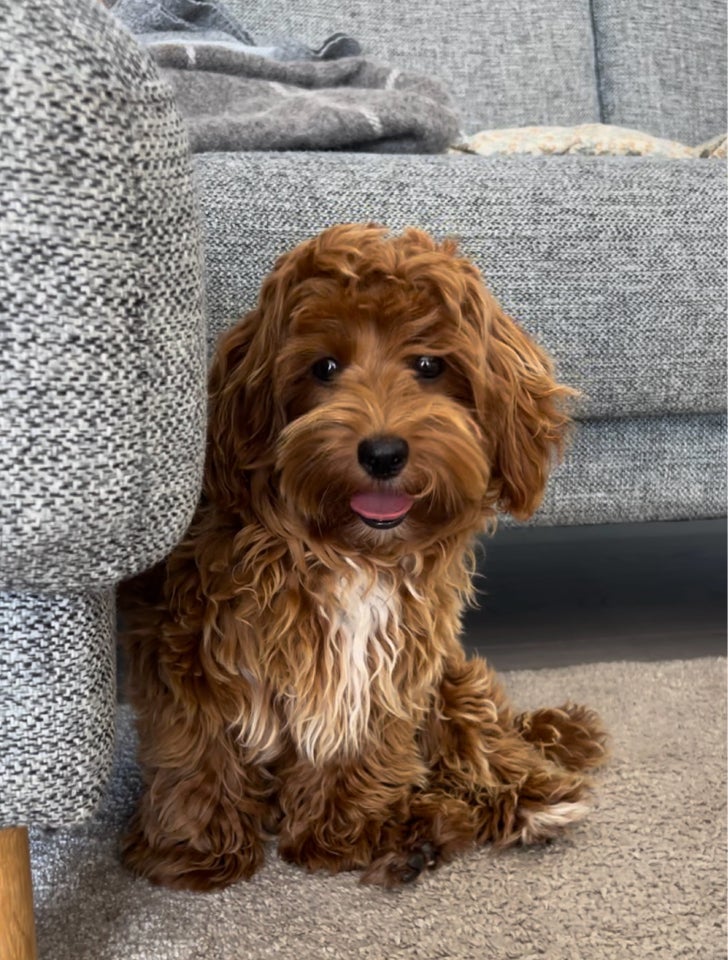 Havapoo  Cavapoo, hvalpe, 8 uger