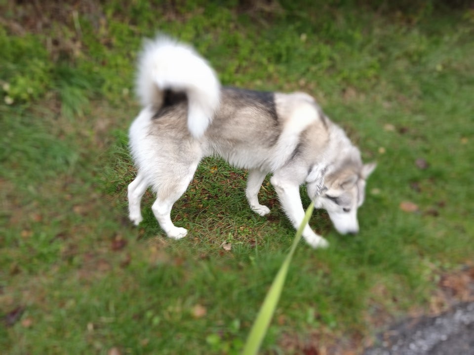 Alaskan malamute x hvid schæfer