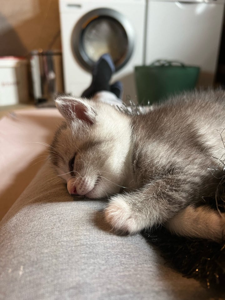 Hankilling British longhair og