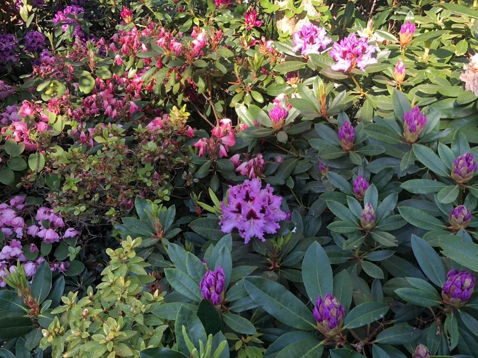 Rhododendron