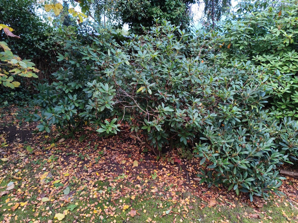 Rhododendron