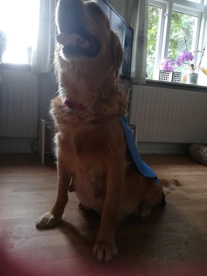 Golden retriever flere hvalpe 1