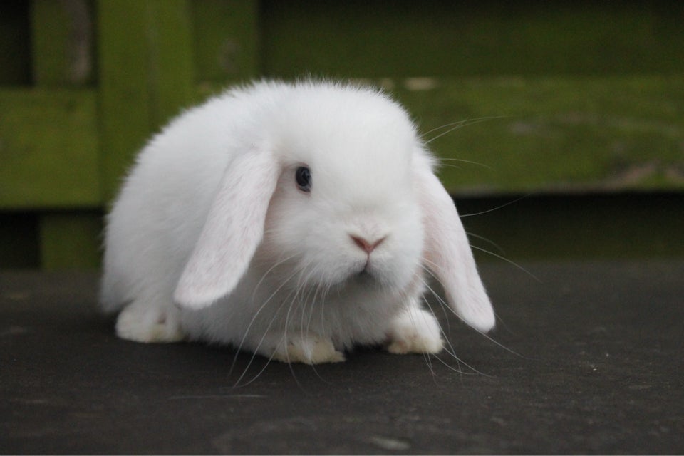 Kanin, Mini lop, 0 år