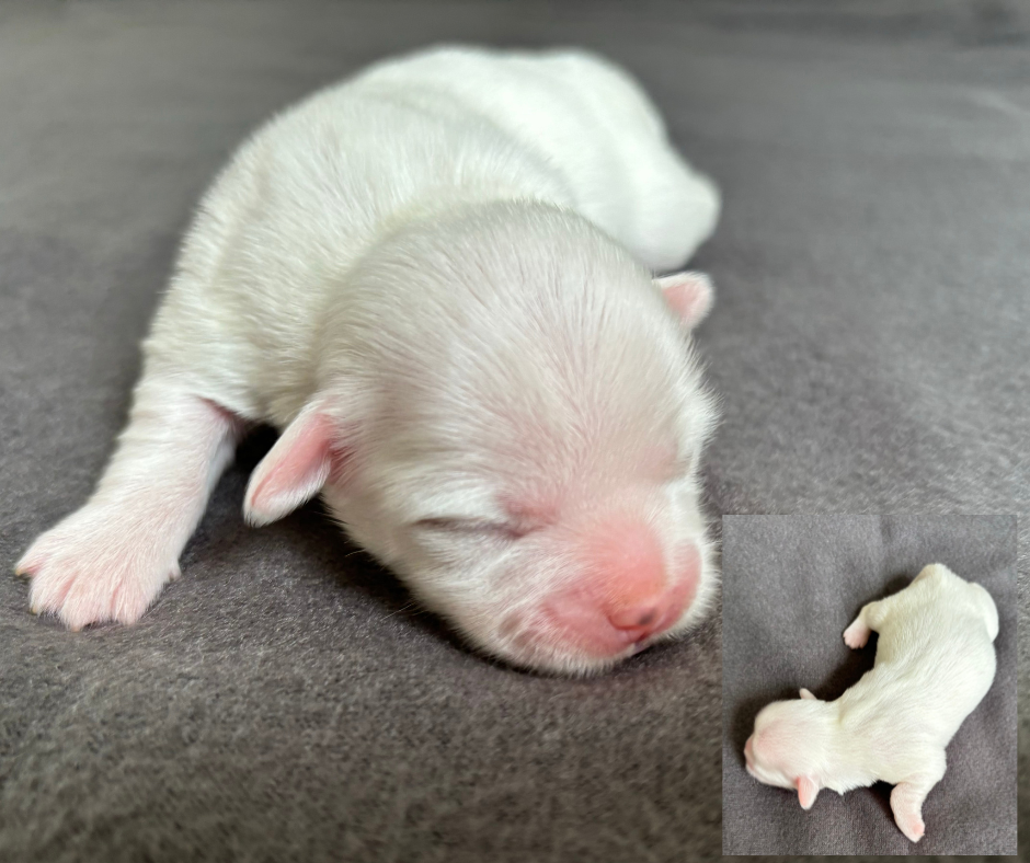 Boomer - shih tzu / malteser