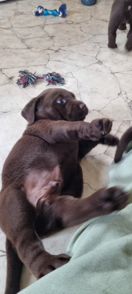 Brune labrador hvalpe