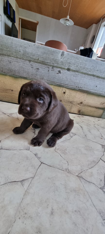 Brune labrador hvalpe