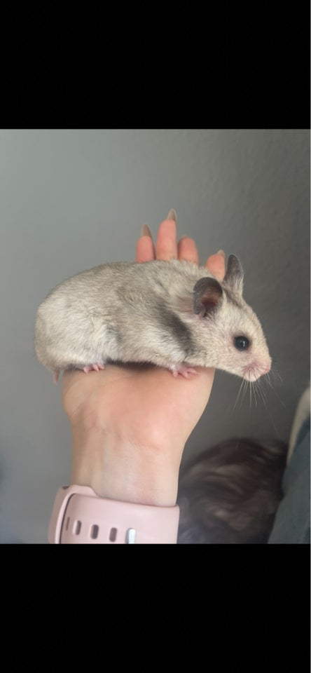 Hamster Guldhamster  0 år