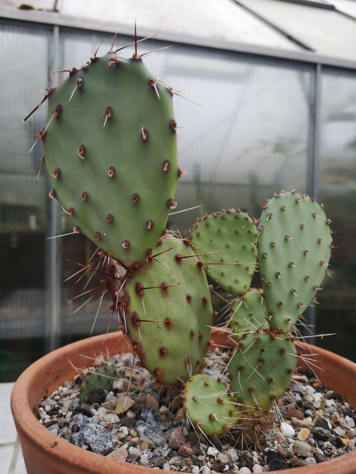 Kaktus, Opuntia violacea var.