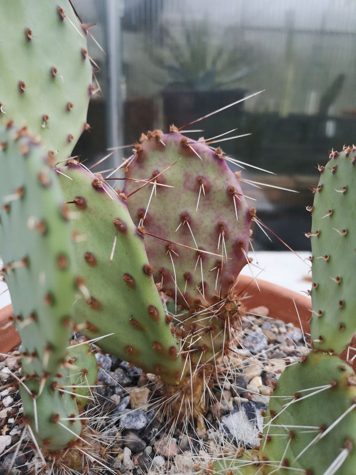 Kaktus, Opuntia violacea var.