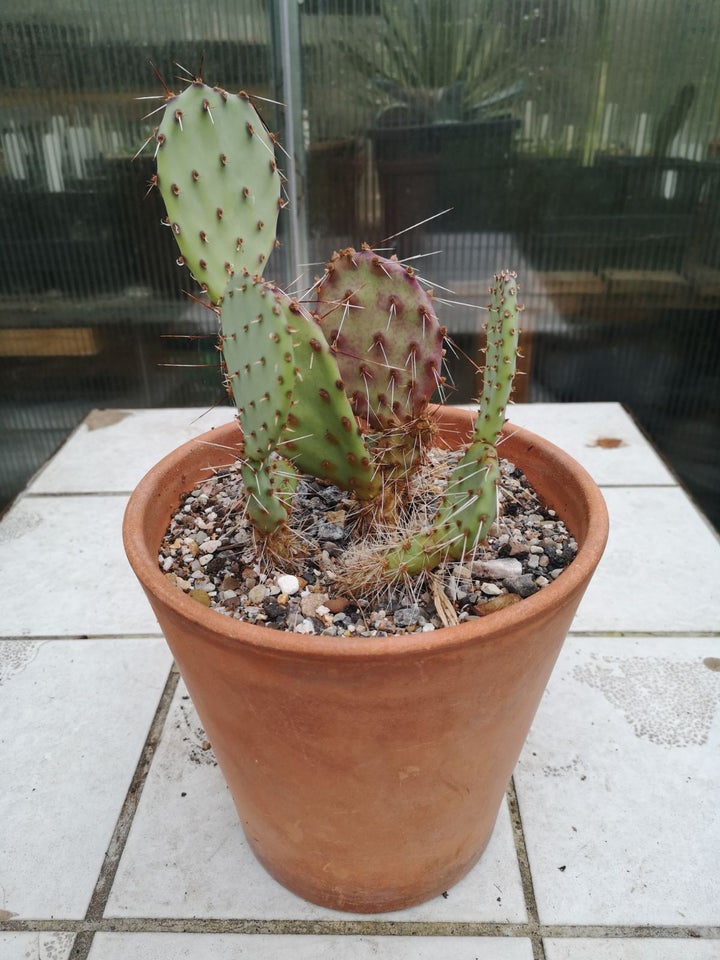 Kaktus, Opuntia violacea var.