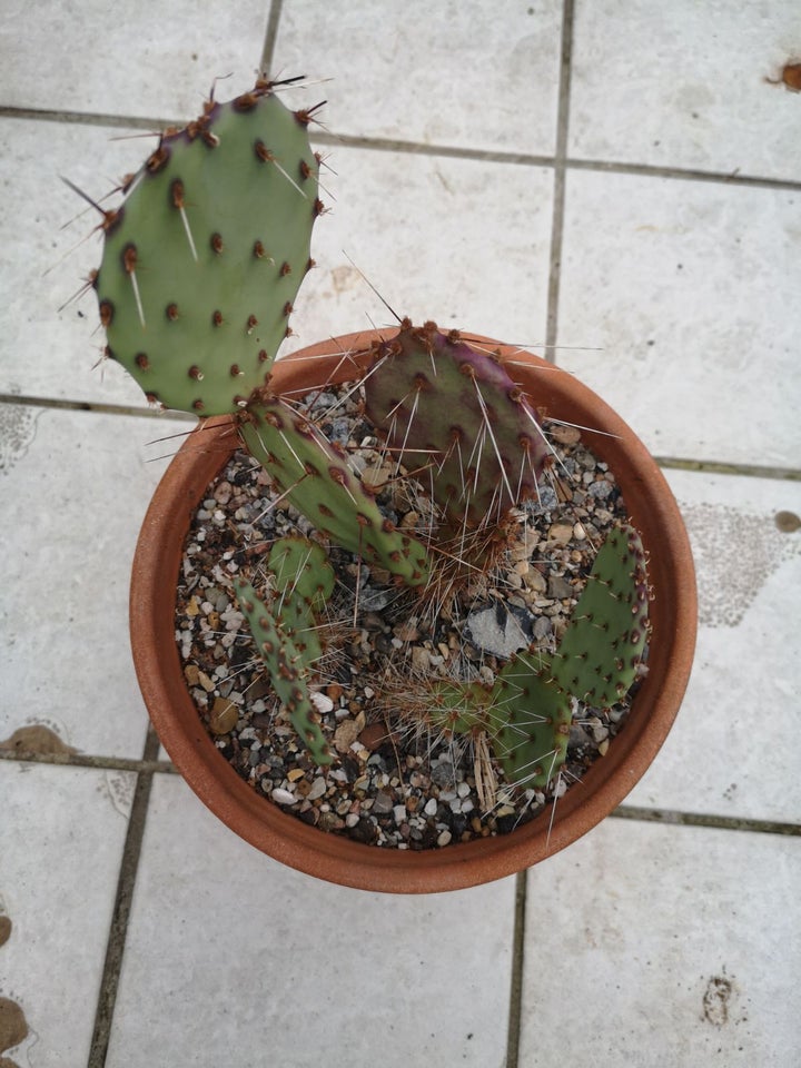 Kaktus, Opuntia violacea var.