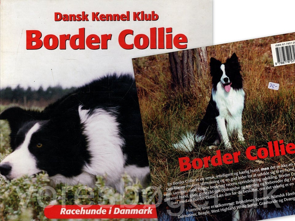 Border Collie, emne: dyr