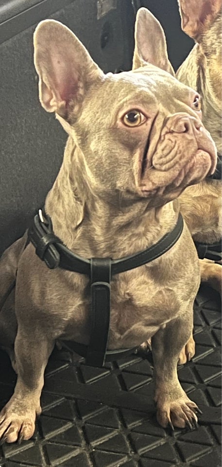 Fransk bulldog , hund, 3 år