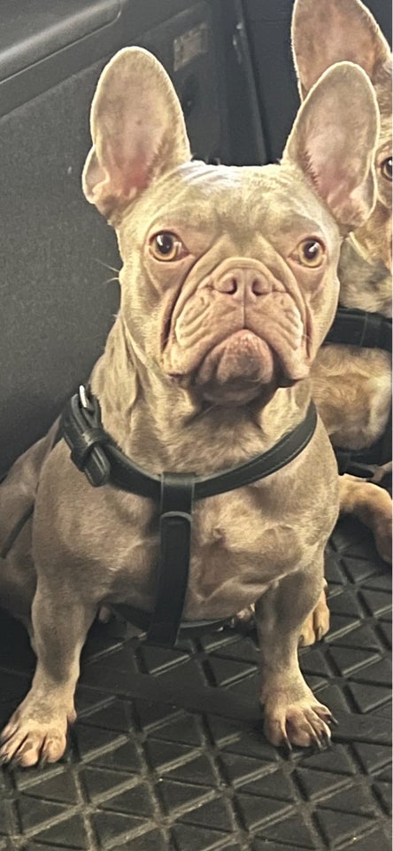 Fransk bulldog , hund, 3 år