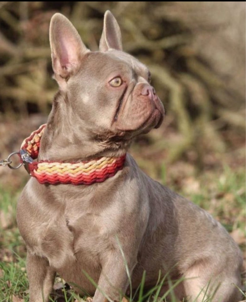 Fransk bulldog , hund, 3 år