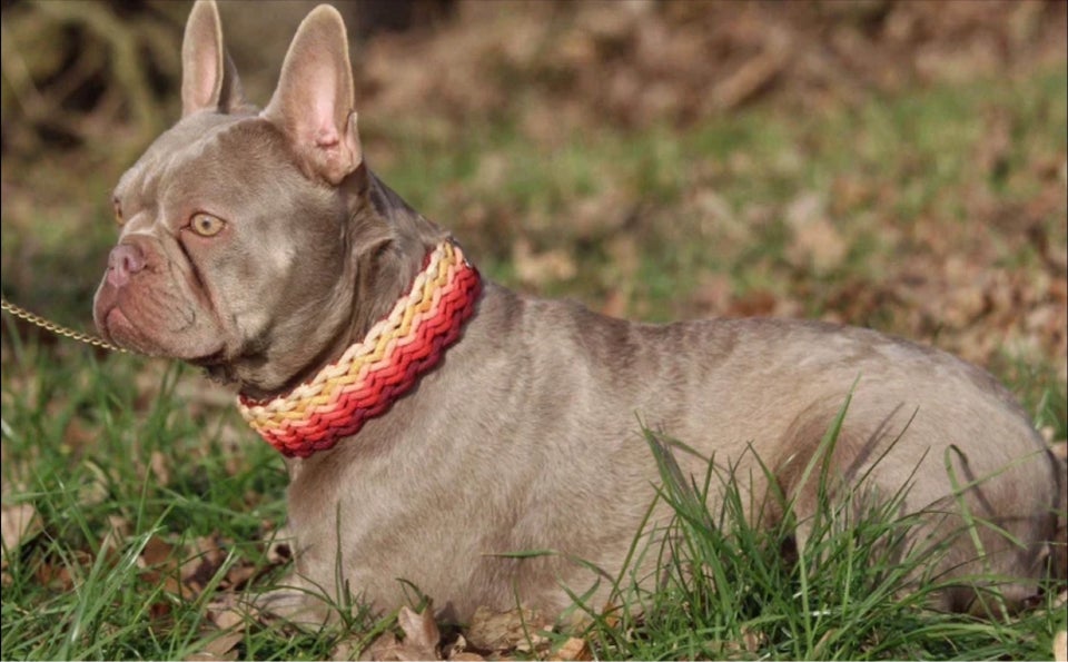 Fransk bulldog , hund, 3 år