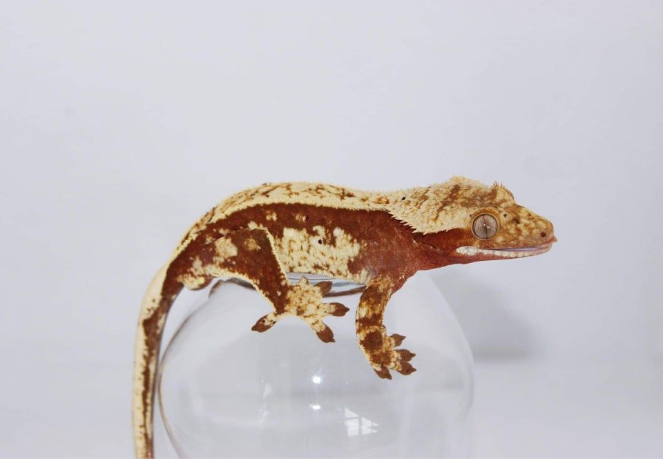 Gekko Kronegekko