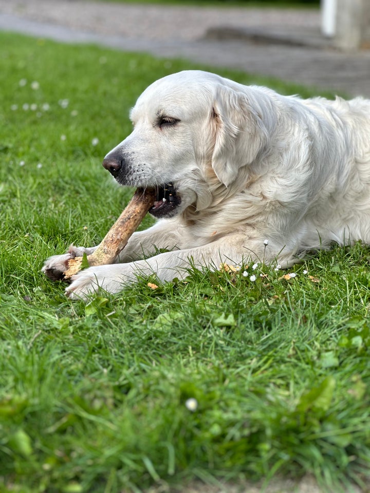 Golden Retriever hvalpe 2 uger