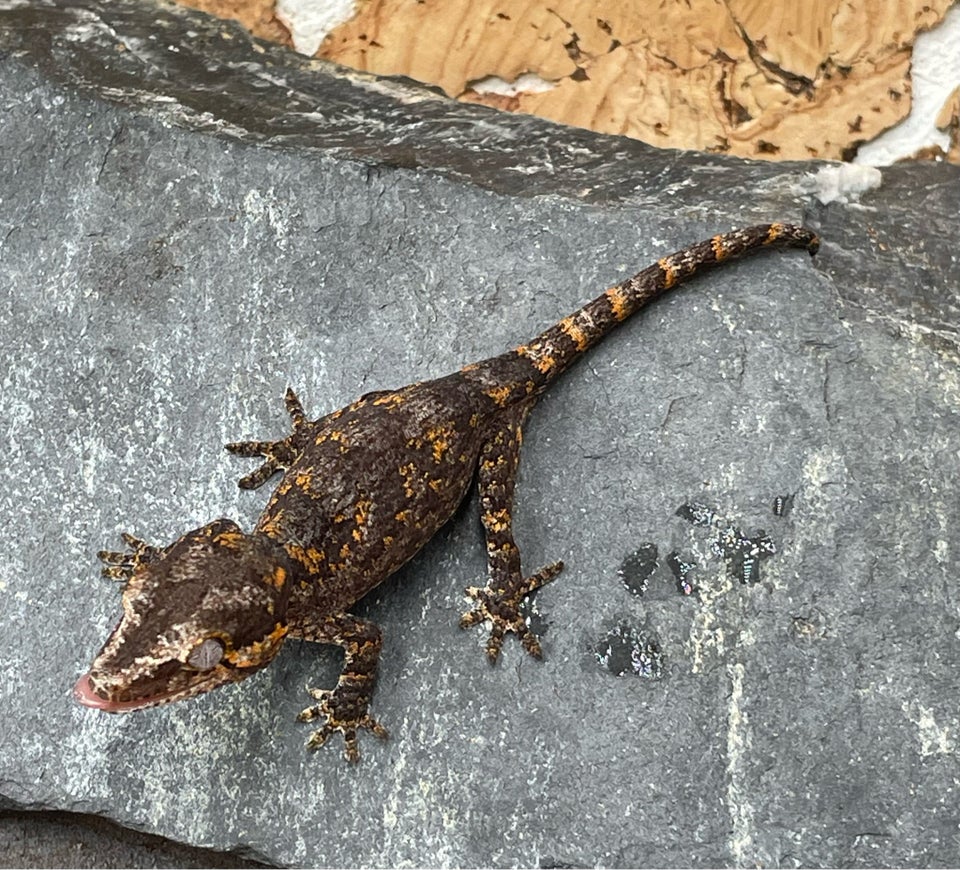 Gekko, Gargoyle