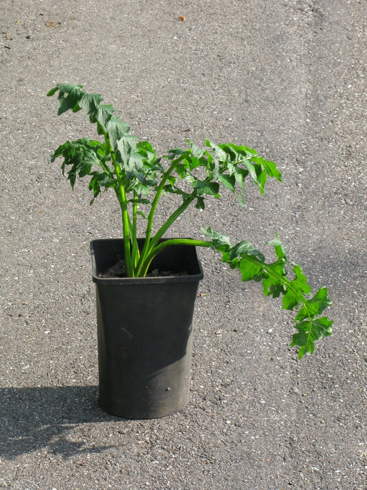 staude Acanthus molis -