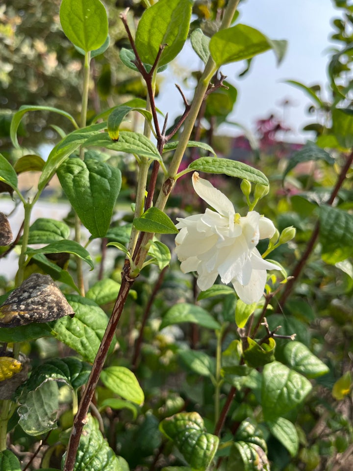 Busk med hvide duftende blomster