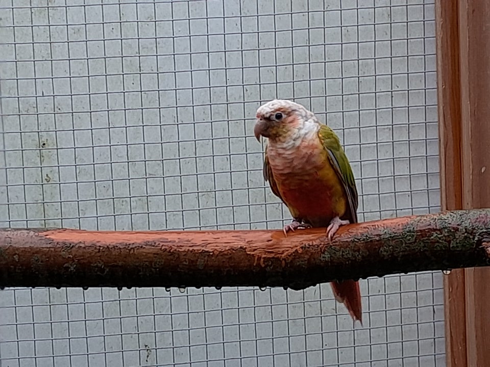 Conure