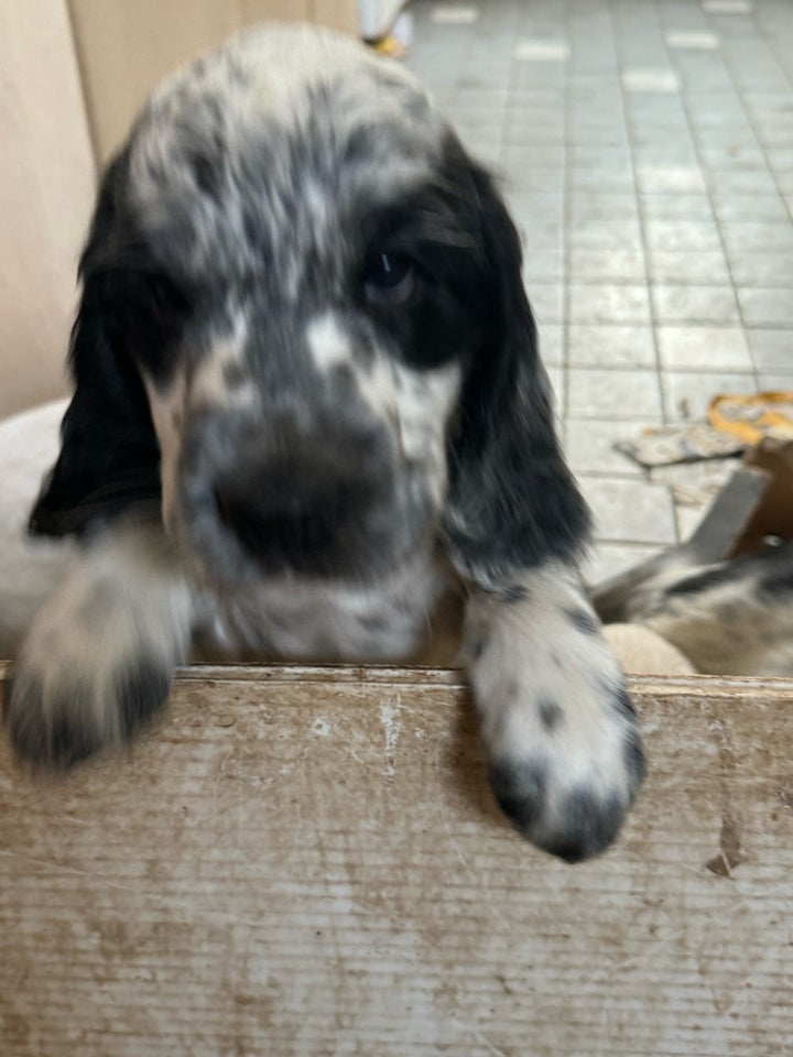 Ægte Cocker spaniel, hvalpe, 8 uger