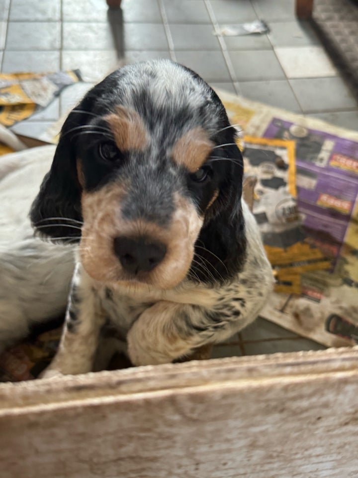 Ægte Cocker spaniel, hvalpe, 8 uger