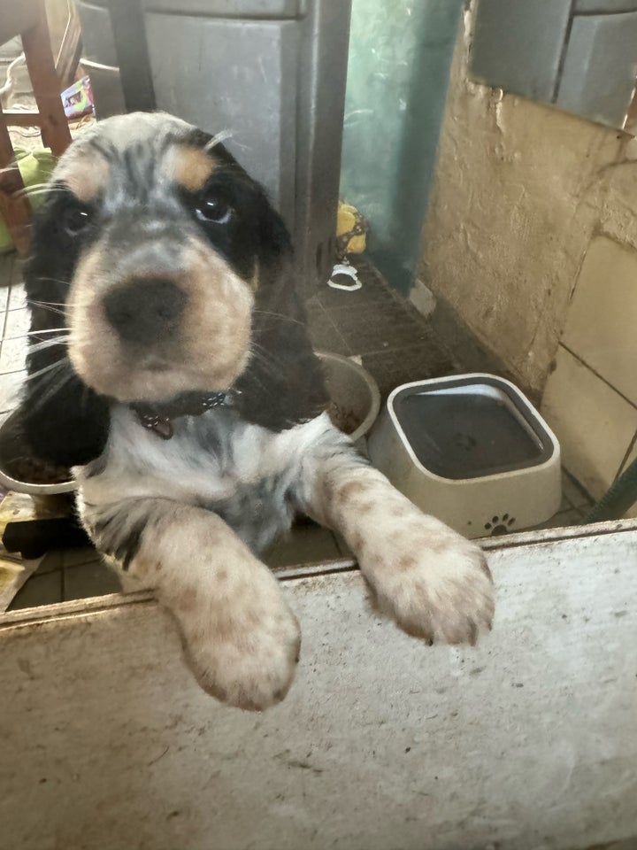 Ægte Cocker spaniel, hvalpe, 8 uger