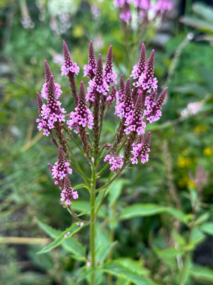 Verbena ‘pink spires’ staude