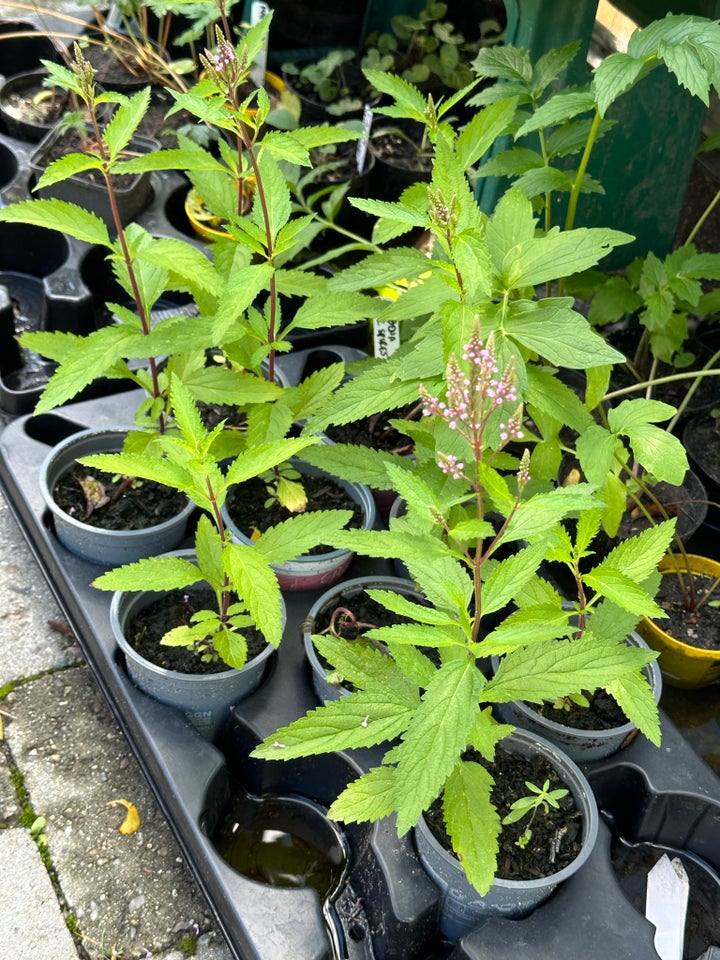 Verbena ‘pink spires’ staude