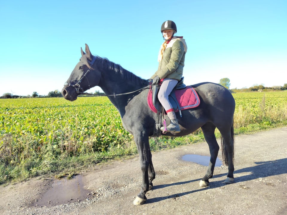 Lusitano, hoppe, 11 år