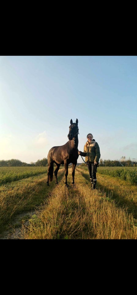 Lusitano, hoppe, 11 år