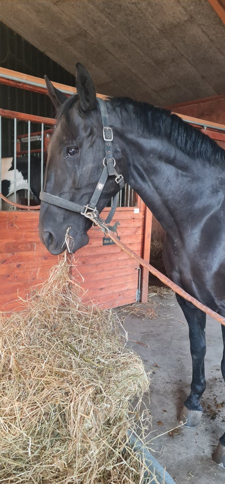 Lusitano, hoppe, 11 år