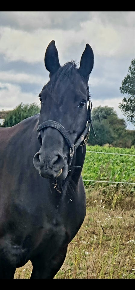 Lusitano, hoppe, 11 år