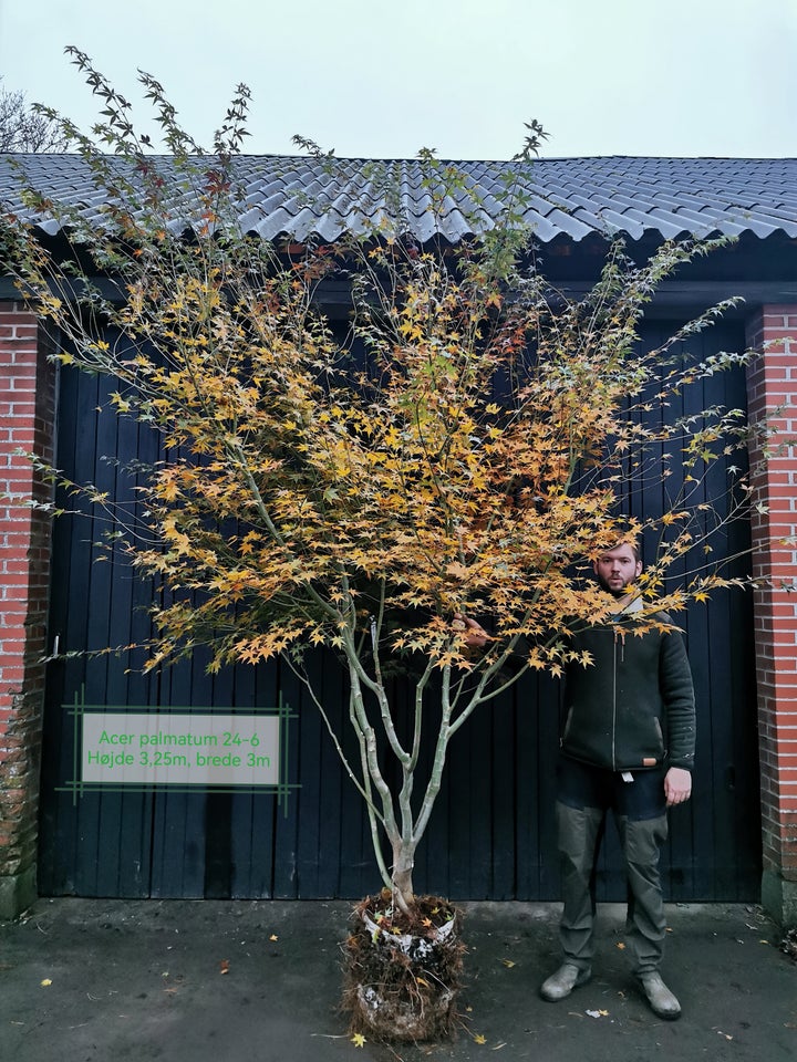 Japansk ahorn, Acer palmatum