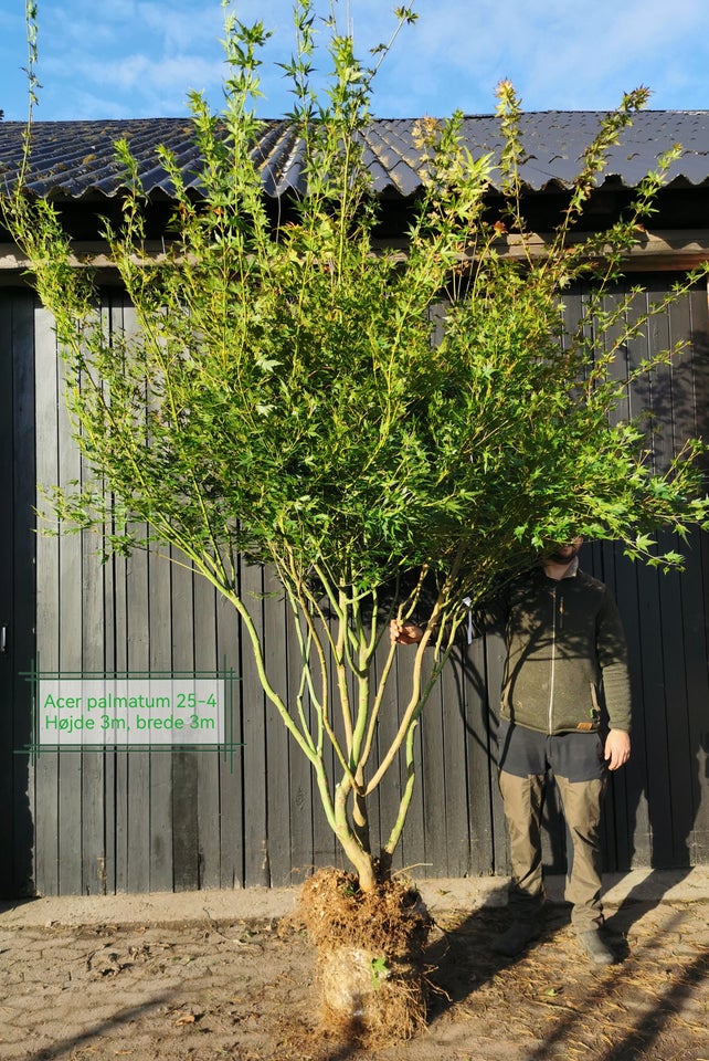 Japansk ahorn, Acer palmatum