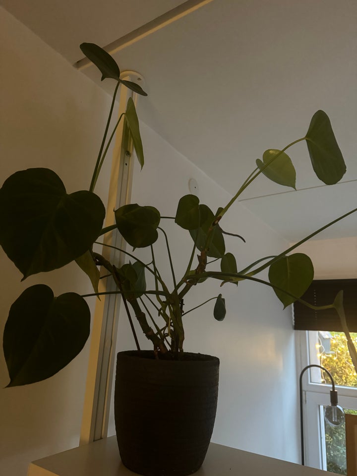 Monstera deliciosa Stue plante,